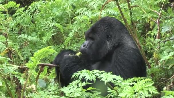 wilder Gorilla Ruanda Tropenwald  - Filmmaterial, Video