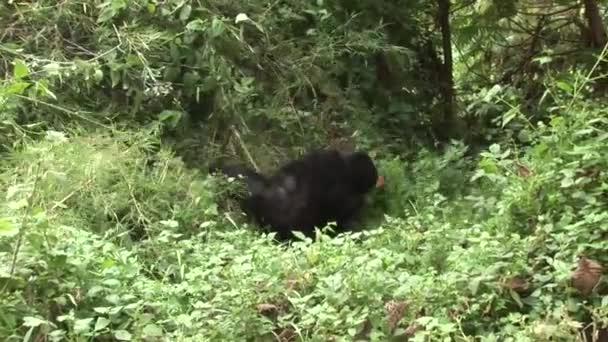 Divoké gorily Rwanda tropický prales  - Záběry, video