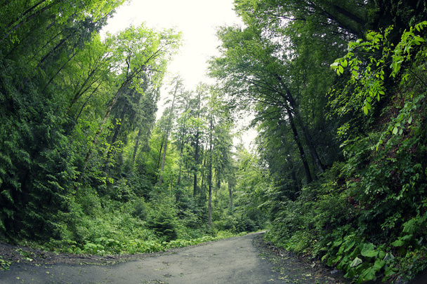 Road in mountain forest - Foto, imagen