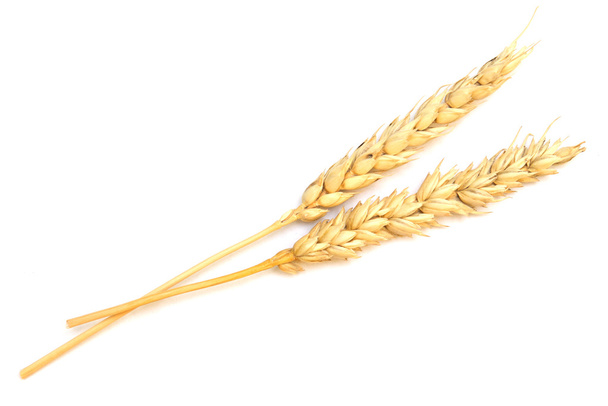 Пшениця на білому
 - Фото, зображення