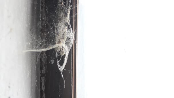 pavučiny v opuštěném domě - Záběry, video