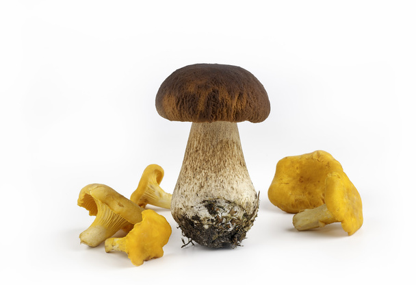 Боровик і Лисички гриб ізольовані на білому фоні - Фото, зображення