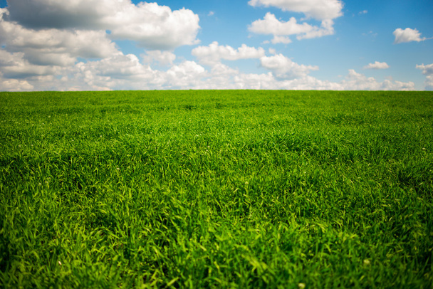 Prachtige ochtend groene veld met blauwe hemel - Foto, afbeelding