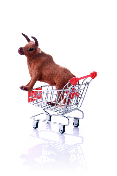 alışveriş sepeti üzerine beyaz izole içinde inek modeli - Fotoğraf, Görsel