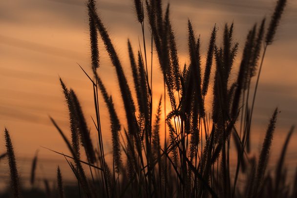 Herbe en fleurs pendant le coucher du soleil
 - Photo, image