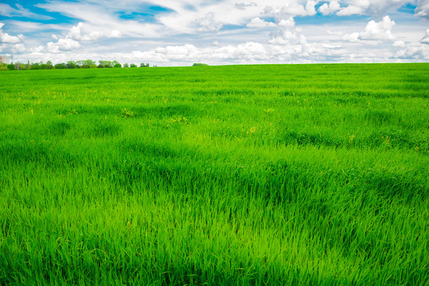 Obrázek pole zelené trávy a jasně modré oblohy - Fotografie, Obrázek