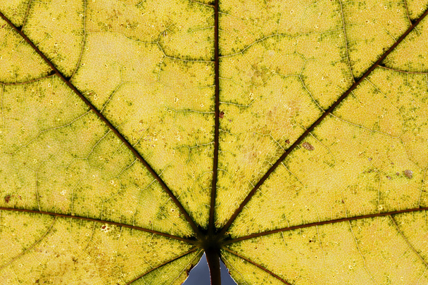 yaprak doku yakın çekim, makro çekim liflerinin - Fotoğraf, Görsel