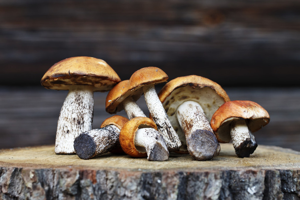fresh mushrooms, harvest from the forest - Photo, Image