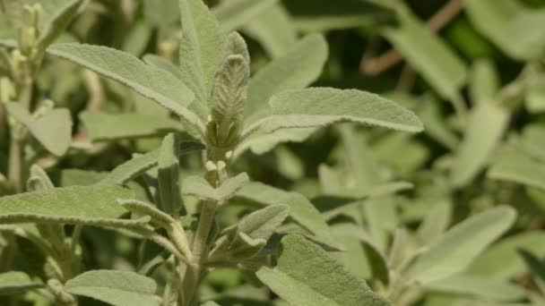 Phlomis italica is a genus of over 100 species of herbaceous plants, subshrubs and shrubs in the family Lamiaceae, native from the Mediterranean region east across central Asia to China. - Footage, Video