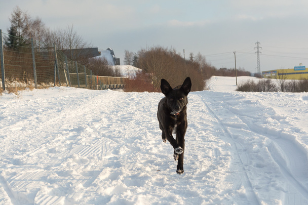 fekete kutya fut hó - Fotó, kép