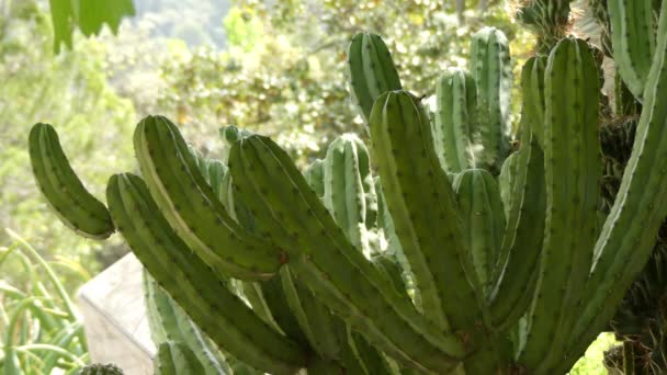 A Myrtillocactus geometrizans (áfonya kaktusz, áfonya kaktusz vagy kék gyertya) egy olyan kaktusz, amely a közép-és Észak-Mexikóból származó Myrtillocactus génuszban honos.. - Felvétel, videó