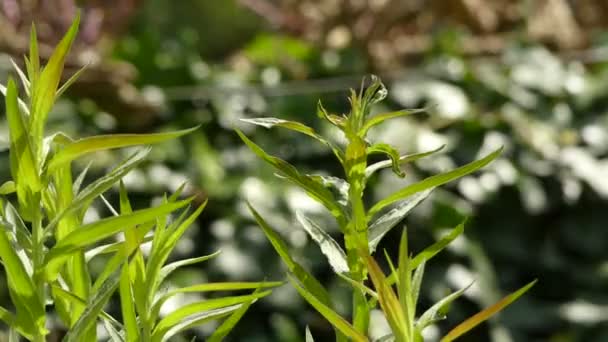 Lythrum salicaria (purpurfarbener Löwenzahn) ist eine blühende Pflanze aus der Familie der Lythraceae. Andere Namen umfassen stacheliges, lockeres oder violettes Lythrum. - Filmmaterial, Video