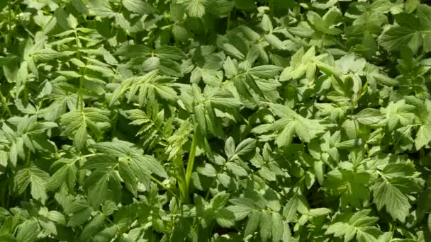 Lovage, Levisticum officinale, is a tall perennial plant, the sole species in the genus Levisticum in the family Apiaceae, subfamily Apioideae, tribe Apieae. - Footage, Video