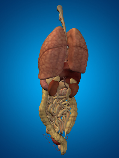 Órgãos abdominais
  - Foto, Imagem