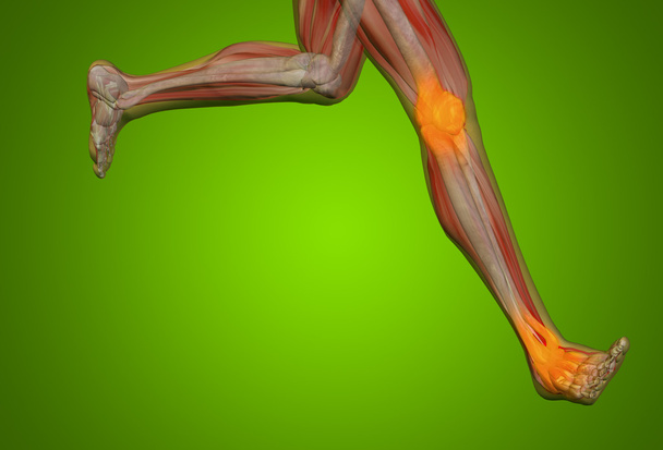 人間の解剖学、関節の痛み - 写真・画像