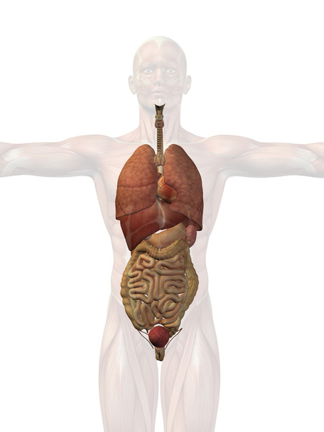 human internal organs - Photo, Image