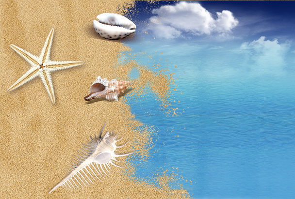 Playa y mar con conchas
 - Foto, Imagen