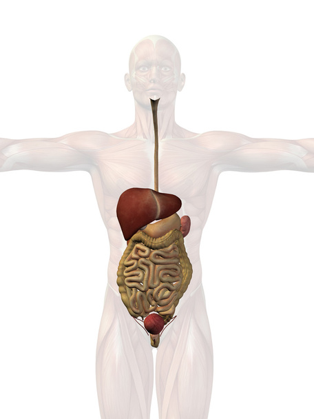 ludzki układ pokarmowy  - Zdjęcie, obraz