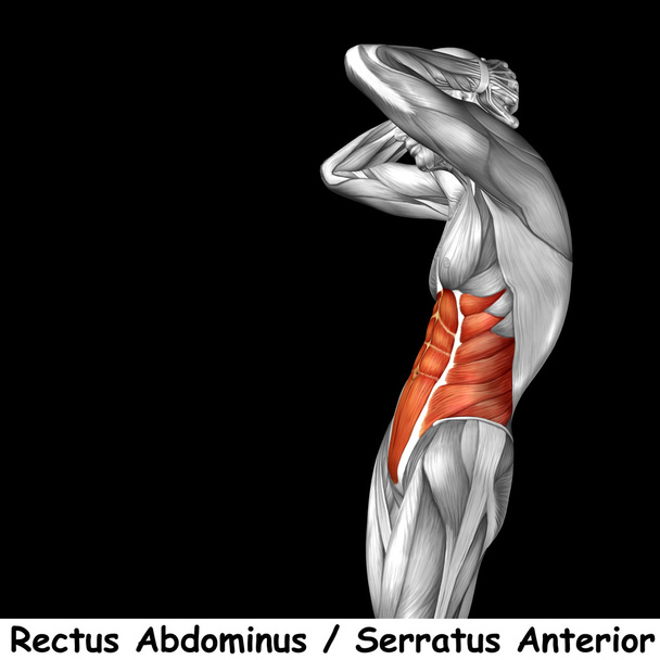 Anatomia humana do tórax
  - Foto, Imagem
