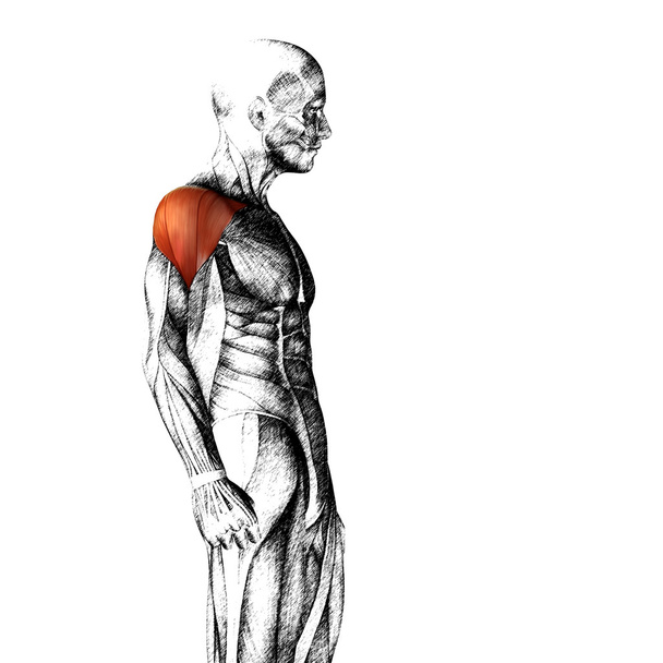 Анатомия груди человека
  - Фото, изображение