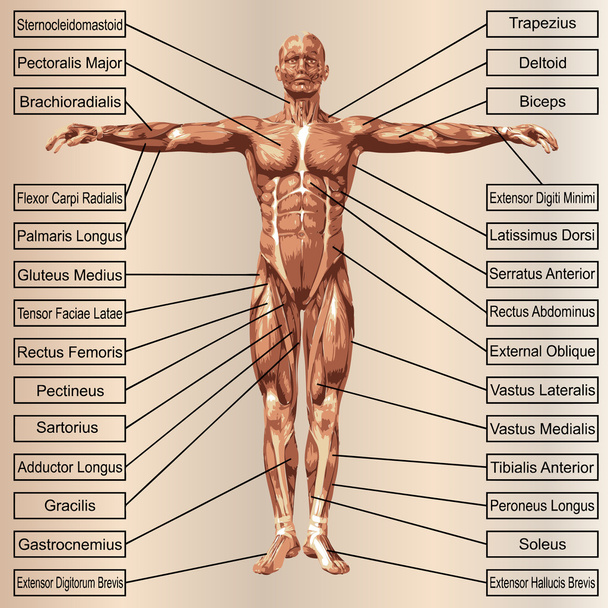  άνθρωπος με τους μυς και κείμενο  - Φωτογραφία, εικόνα