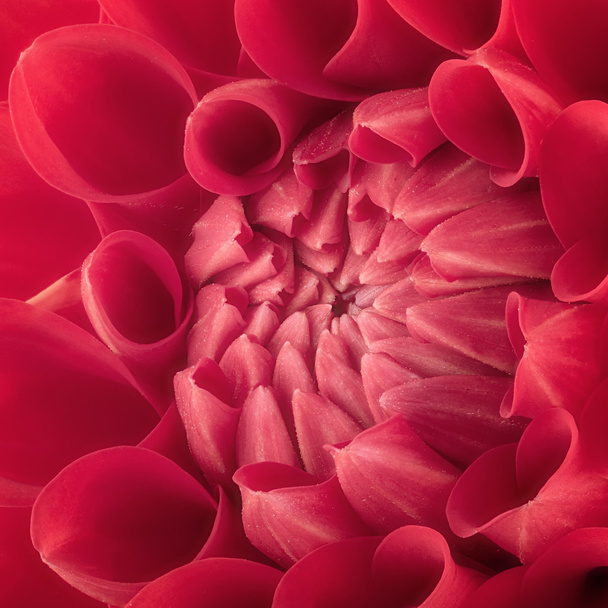 Red flower petals, close up and macro of chrysanthemum, beautiful abstract background - Valokuva, kuva