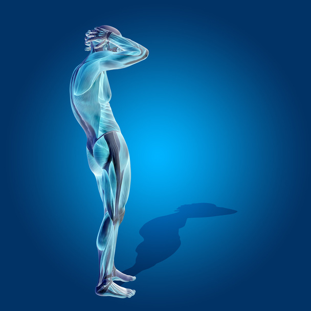  Ανατομία σώμα με τους μυς - Φωτογραφία, εικόνα
