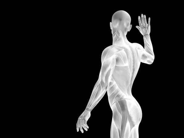  conceptual  human anatomy  - Photo, Image