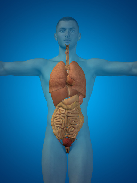 Menselijke interne organen - Foto, afbeelding