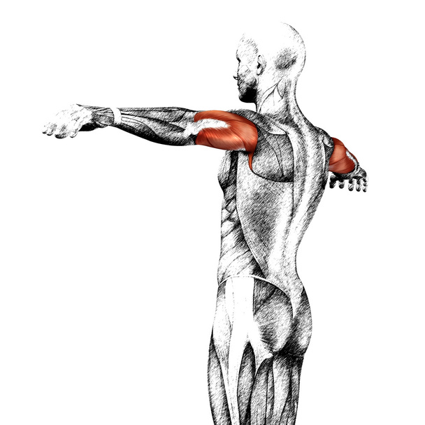 Tricepsz emberi anatómia - Fotó, kép