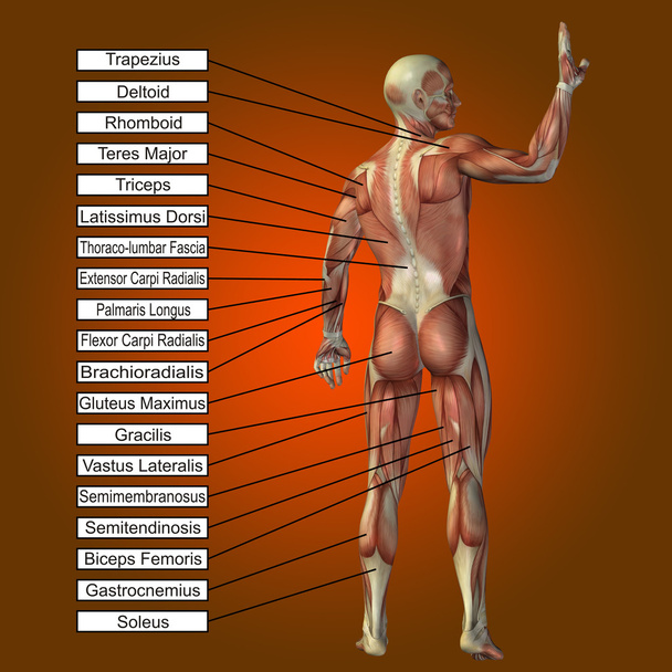  człowiek z mięśni i tekst  - Zdjęcie, obraz