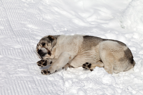 Dog sleeping on snow - 写真・画像