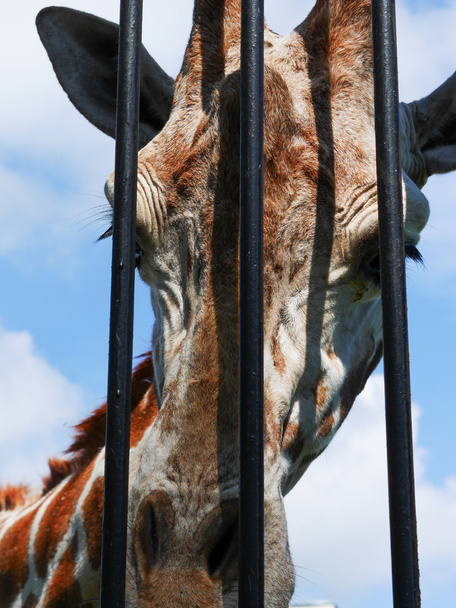 Giraffenkopf hinter Gittern - Foto, Bild