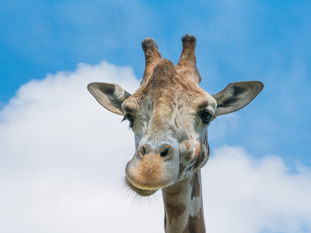 giraffe head on blue sky background - Fotografie, Obrázek