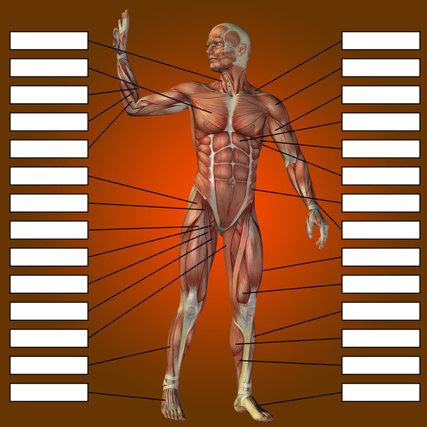 anatomie humaine avec des zones de texte
 - Photo, image