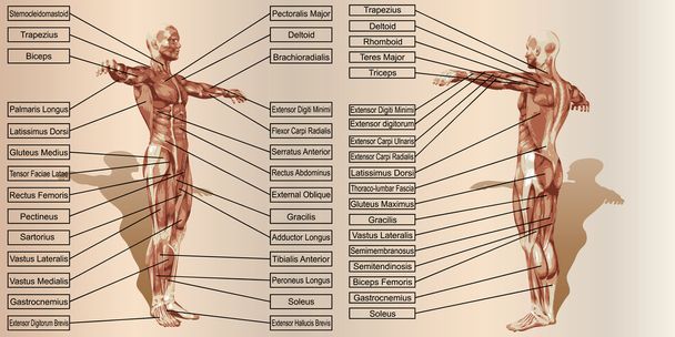anatomía del hombre y cajas de texto musculares
  - Foto, Imagen