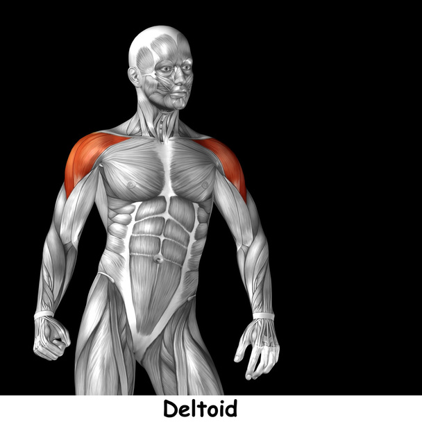 chest human anatomy  - Photo, Image
