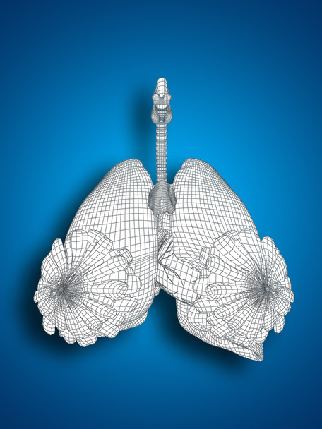 wireframe ademhalingswegen   - Foto, afbeelding