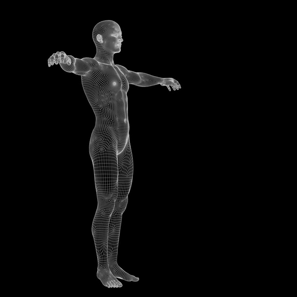 Tel kafes erkek anatomisi  - Fotoğraf, Görsel