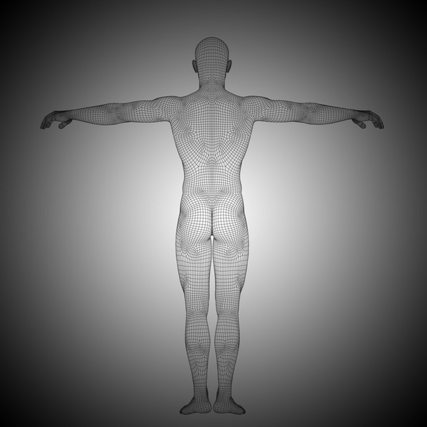 Wireframe anatomia masculina
  - Foto, Imagem
