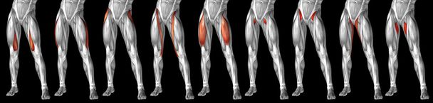 анатомия верхних ног человека
 - Фото, изображение
