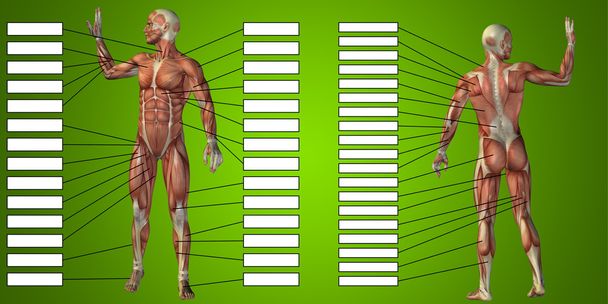 анатомия человека и мышечные коробки
  - Фото, изображение