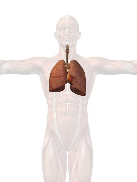 Систему дихальних шляхів людини
  - Фото, зображення