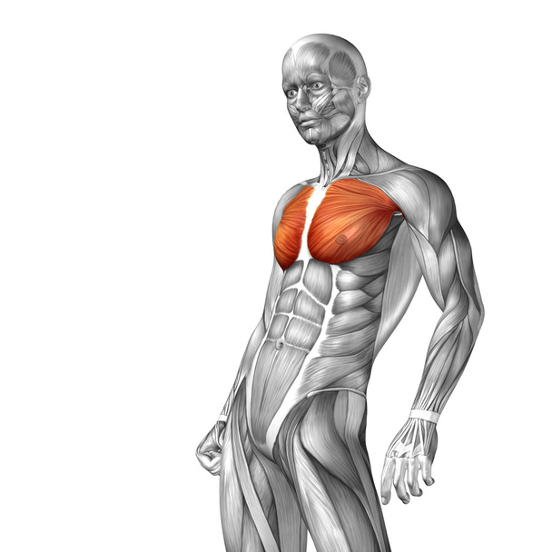 chest human anatomy  - Photo, Image