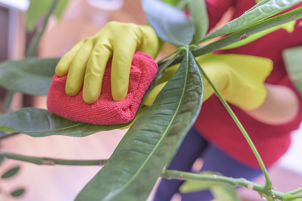 Wipe dust from houseplants. - Photo, Image