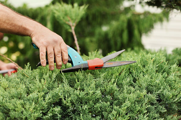 Handen tuinman close-up gesneden juniper bush - Foto, afbeelding