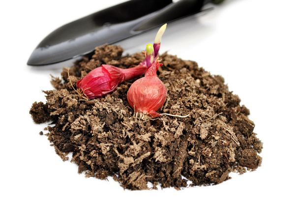 Bombillas de cebolla roja en el suelo del jardín con una pala de espada
 - Foto, Imagen