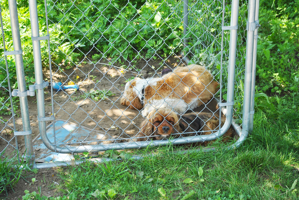 zwei einsame Hunde in einem kleinen Zwingerkäfig draußen - Foto, Bild