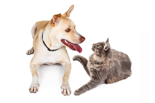 милая собака и кошка - Фото, изображение