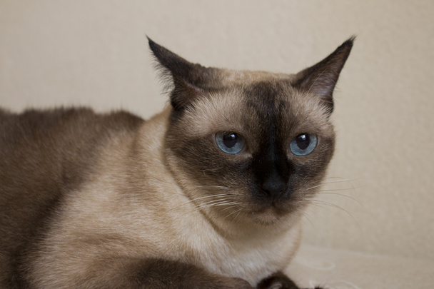 Gato siamés Mirando hacia arriba la cámara con ojos azules en el rodaje del estudio
 - Foto, Imagen